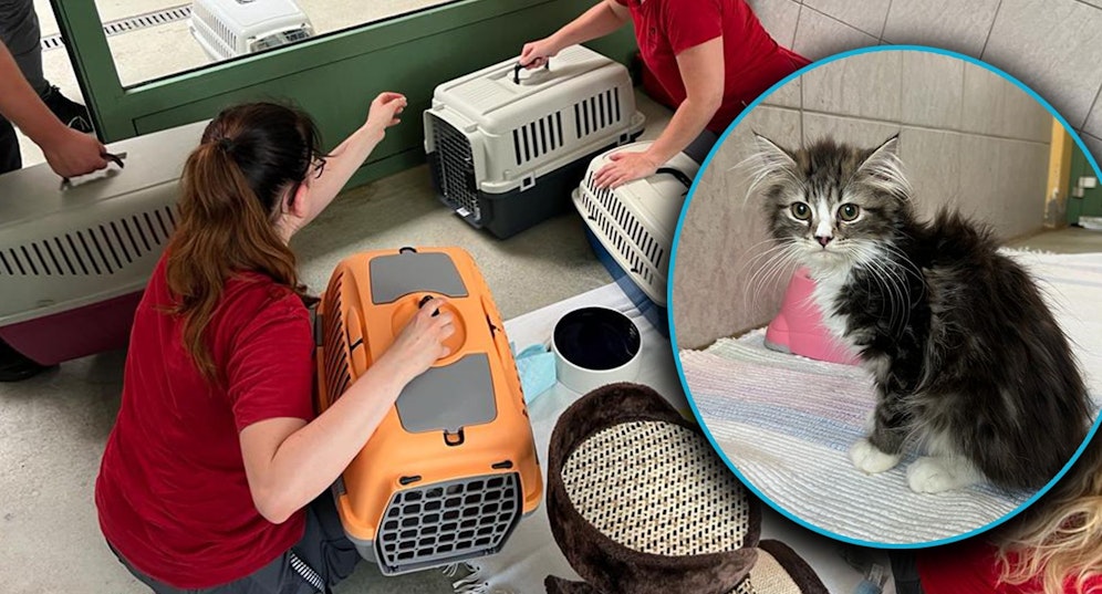 In Mödling wurde ein Fall von Animal-Hoarding aufgedeckt. 33 Katzen landeten auf einen Schlag im Tierheim.