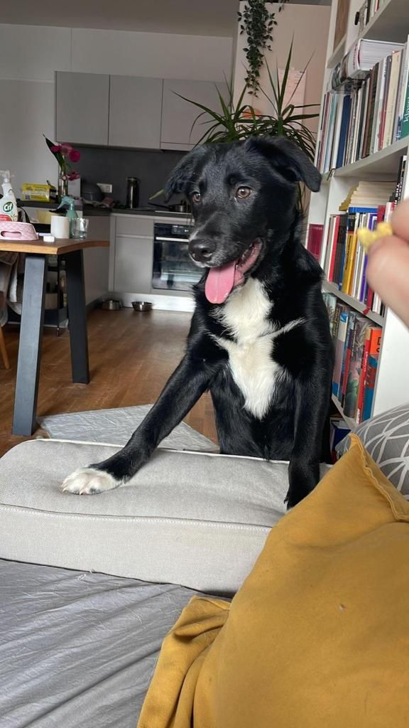 Hund Loki wird in Wien vermisst. Hinweise sollen an die Polizei gegeben werden.