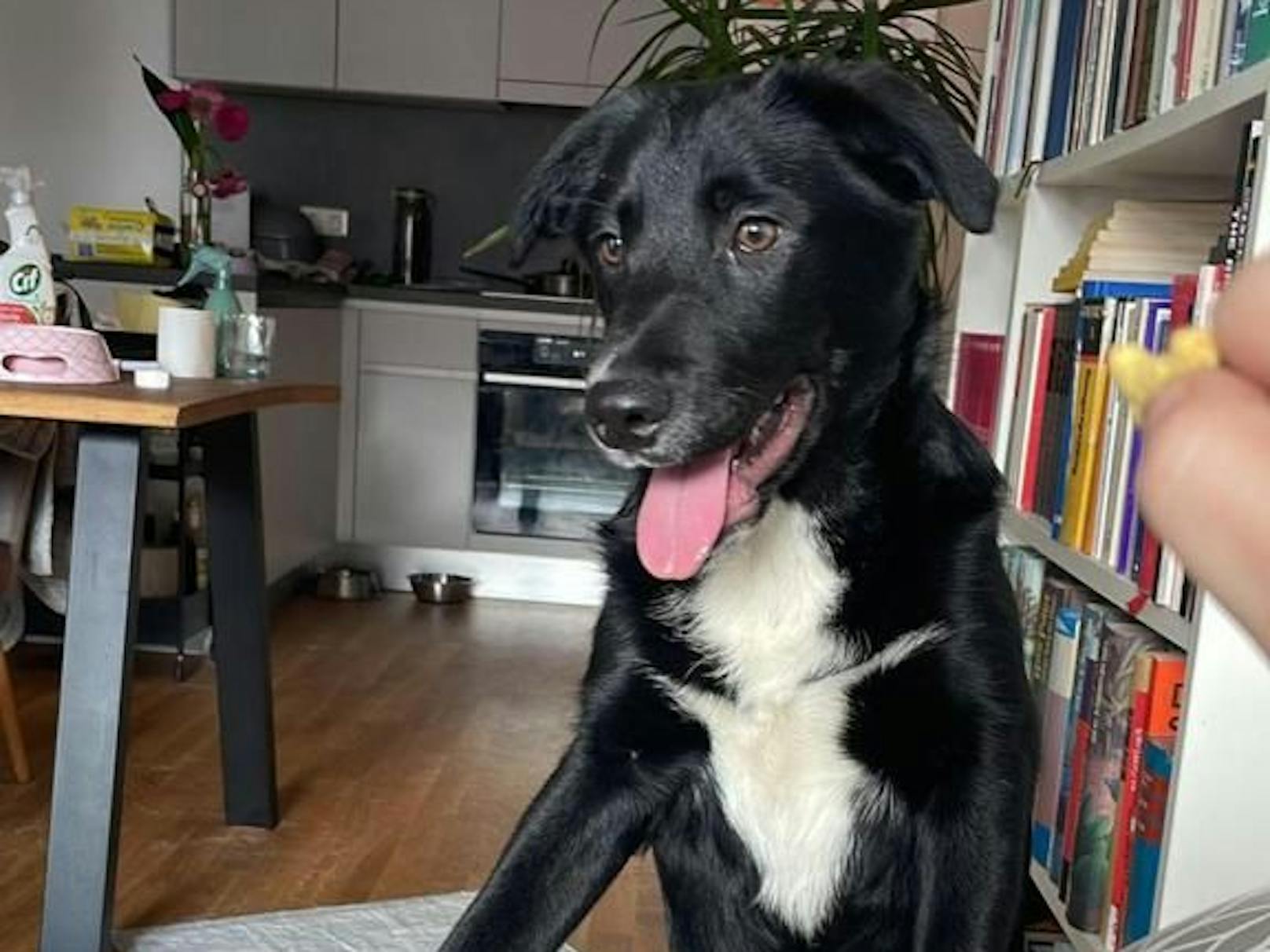 Hund Loki wird in Wien vermisst. Hinweise sollen an die Polizei gegeben werden.