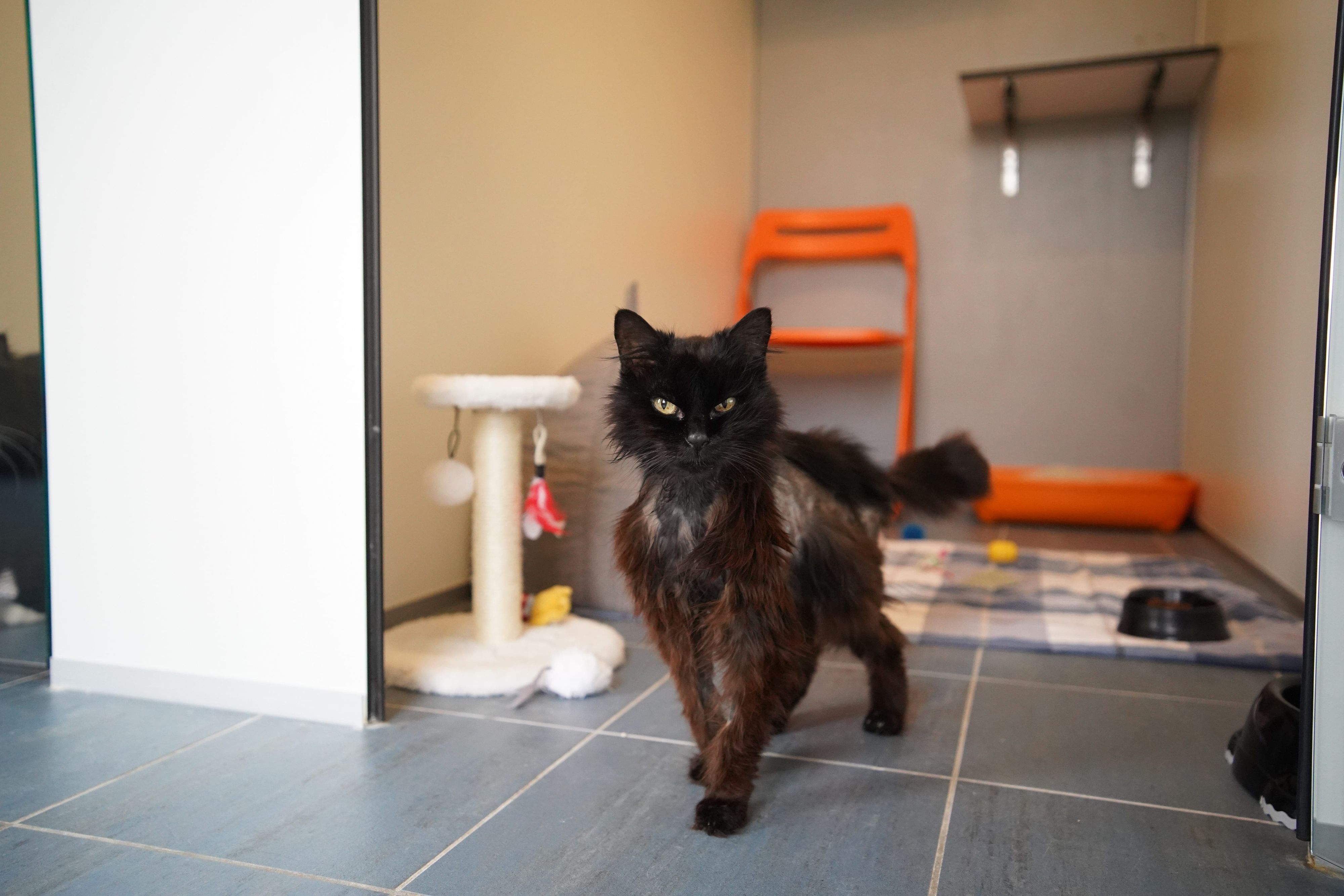 Die hübsche Frederike ist ein Herz auf vier Beinen.