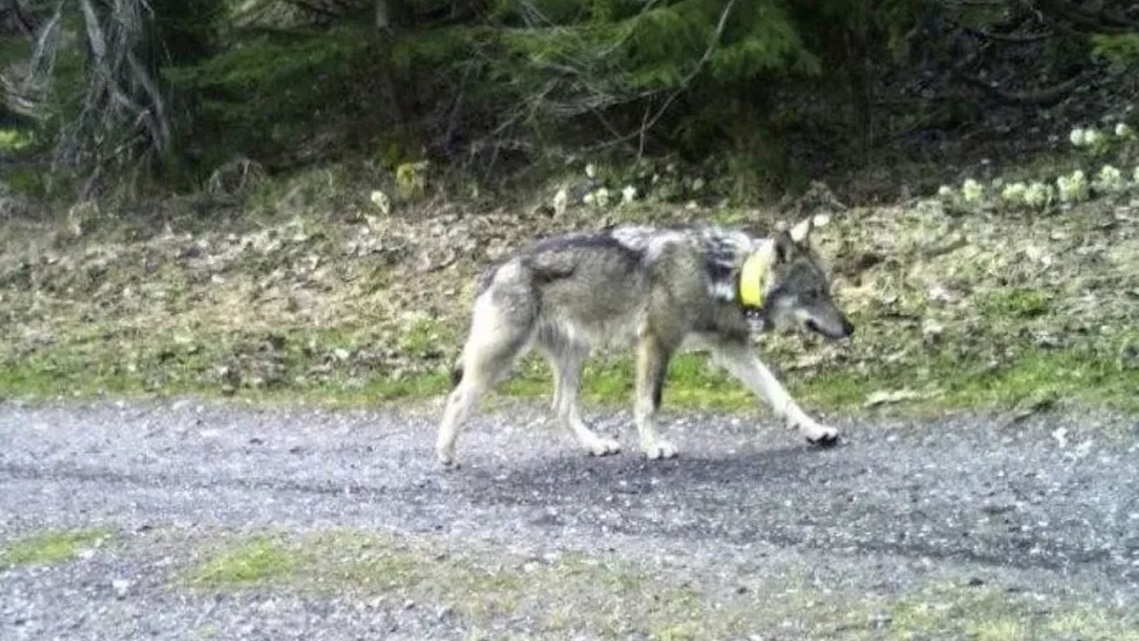 Der Bündner Wolf M237 wanderte etwa 2000 Kilometer von der Schweiz bis nach Ungarn.