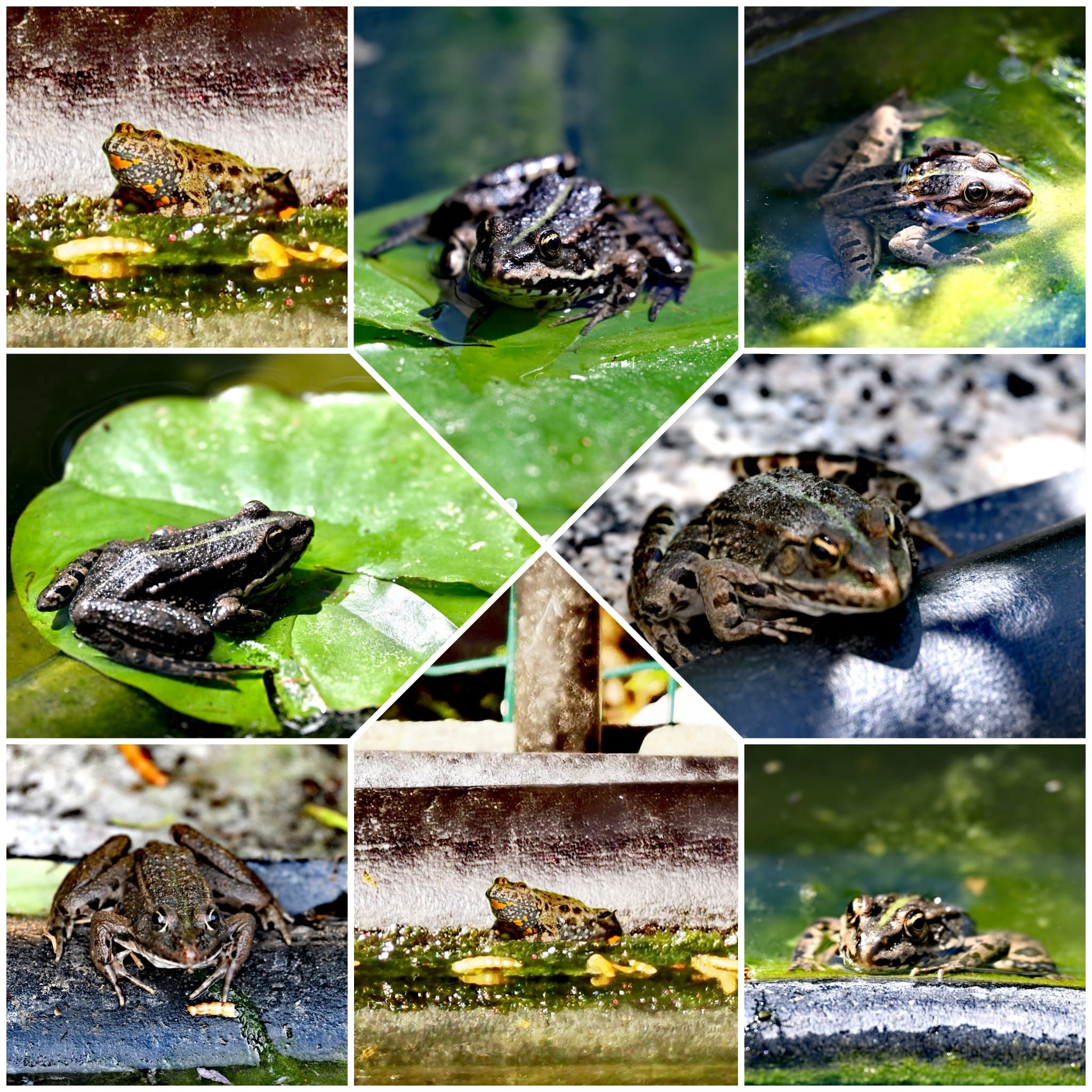 Frösche und Unken im Garten
