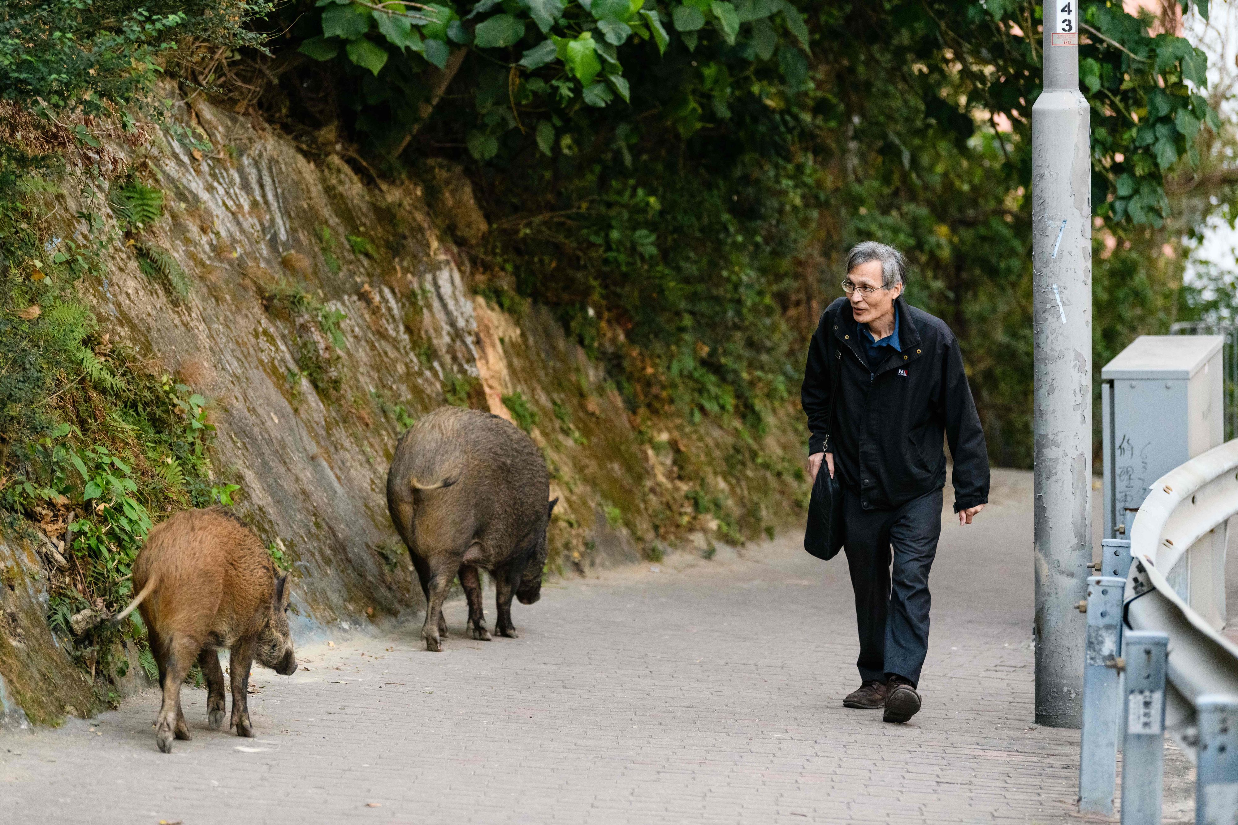 Begegnungen mit Wildschweinen gehören für die Bewohner der chinesischen Millionenmetropole Hongkong zum Alltag.