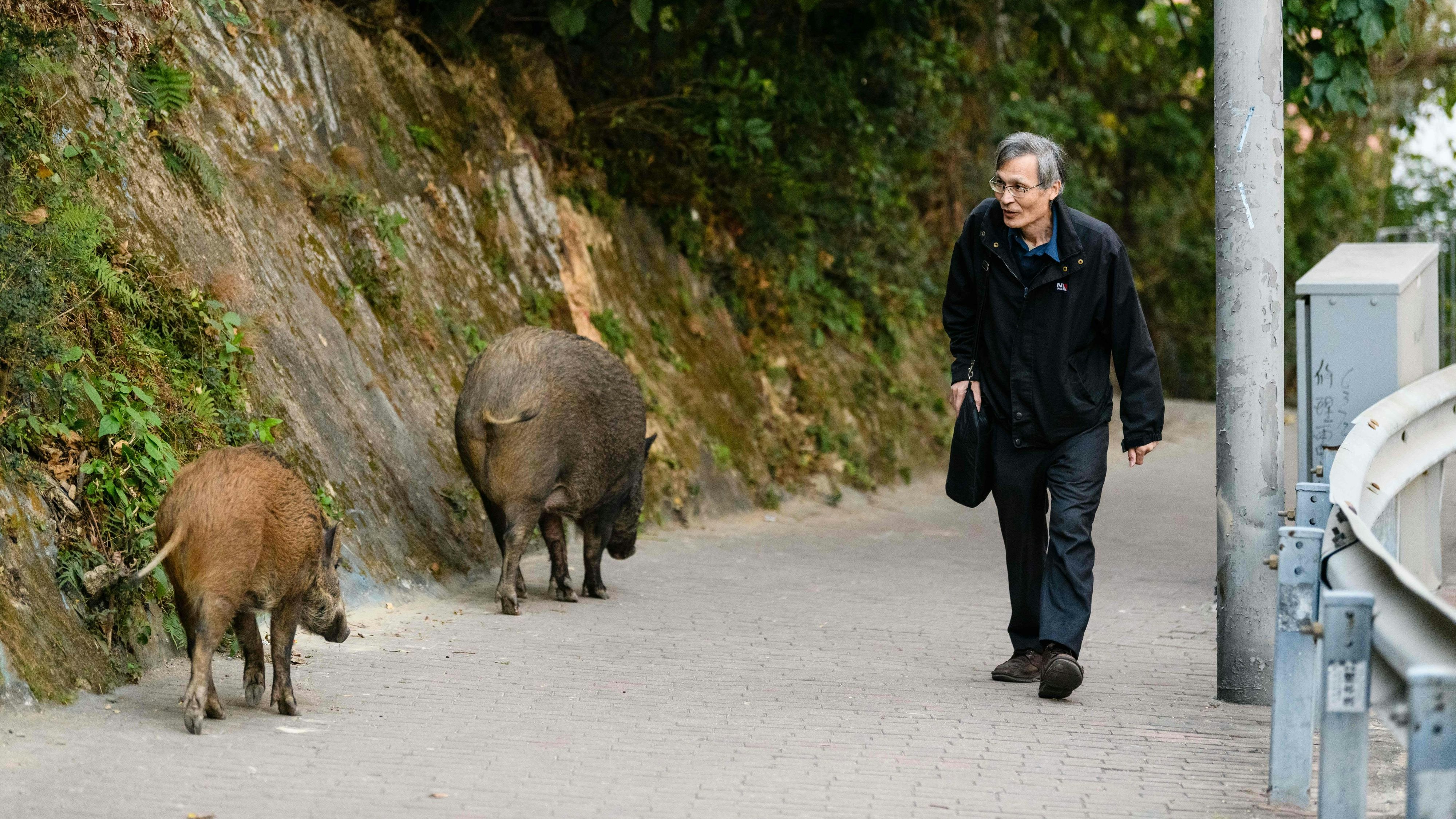 Download von www.picturedesk.com am 06.08.2023 (09:48).  In this picture taken on January 25, 2019, a man walks past wild boars in Hong Kong's Aberdeen Park. - As Hong Kong prepares to celebrate the Year of the Pig, the city is facing its own peculiar porcine pickle -- a furious debate about what to do with its growing and emboldened wild boar population. (Photo by Anthony WALLACE / AFP) / TO GO WITH AFP STORY HONG KONG-ANIMAL-PIG-BOAR,FEATURE BY YAN ZHAO - 20190125_PD16274 - Rechteinfo: Rights Managed (RM) Nur für redaktionelle Nutzung! Werbliche Nutzung erfordert Freigabe: bitte schicken Sie uns eine Anfrage.