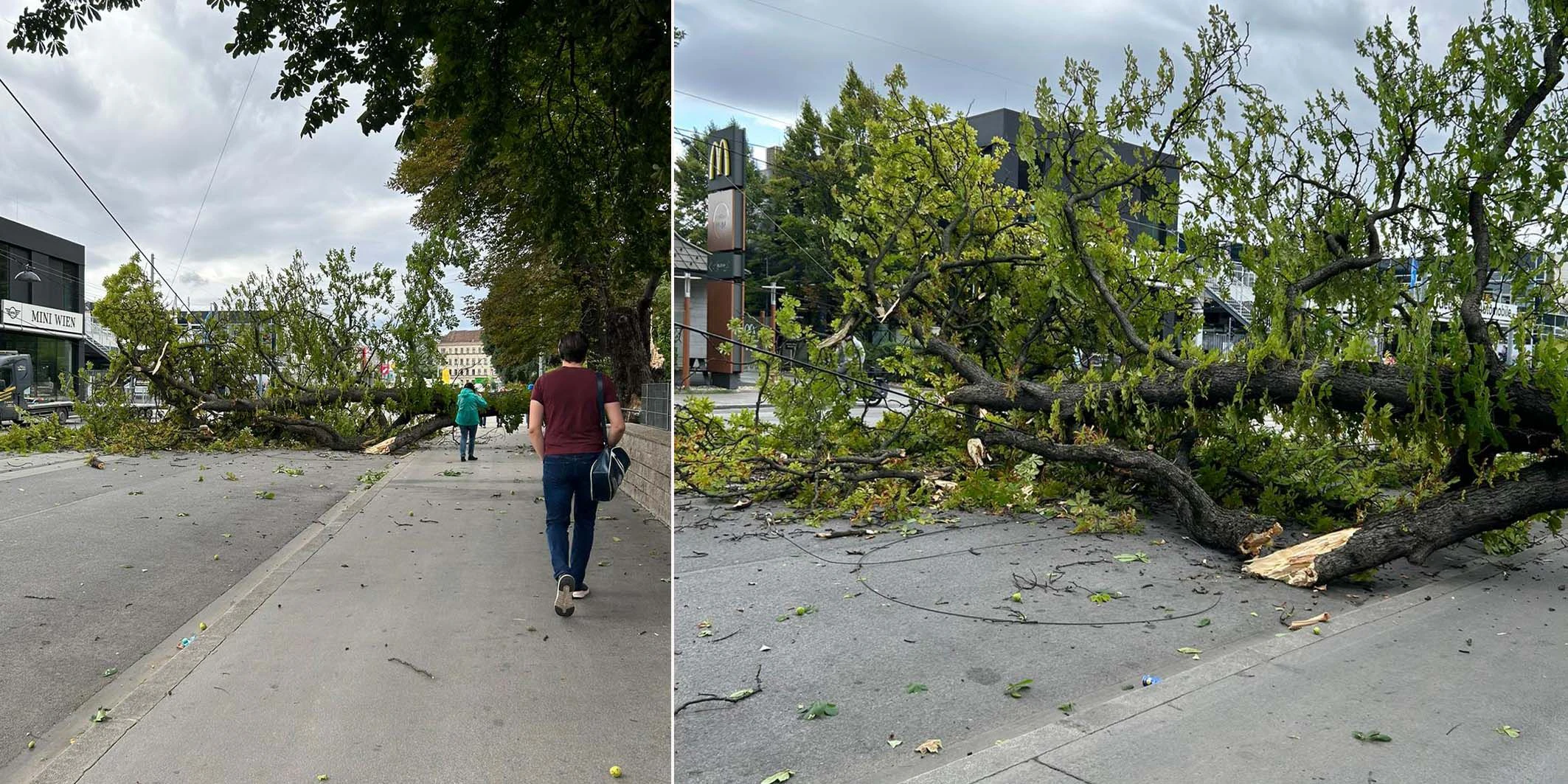 Ein umgerissener Baum in Wien Döbling blockiert derzeit die Linie D Richtung Absberggasse.
