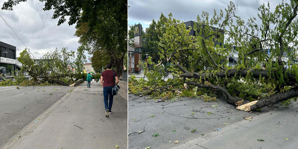 Ein umgerissener Baum in Wien Döbling blockiert derzeit die Linie D Richtung Absberggasse.
