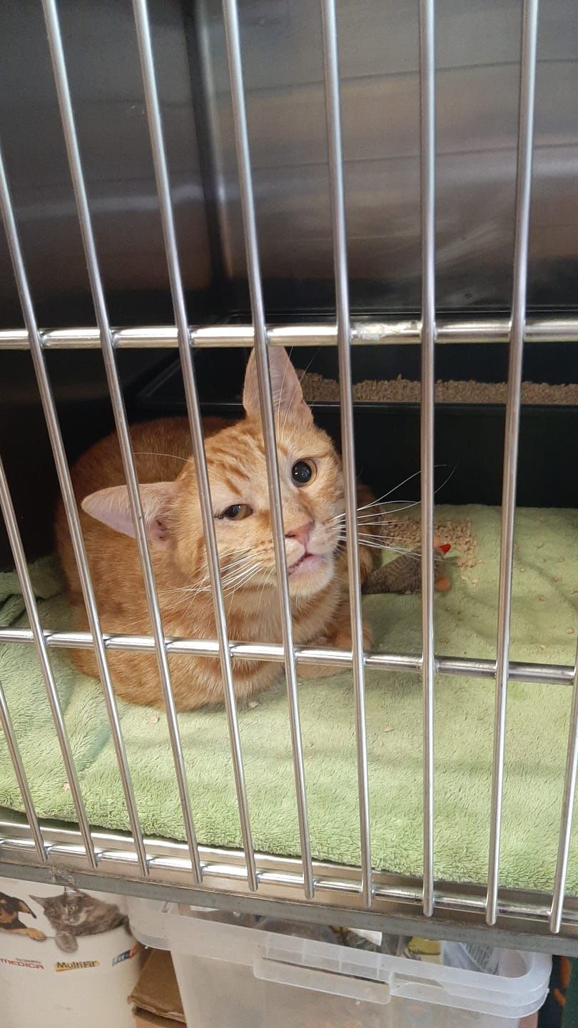 Der Weltkatzentag wird&nbsp;jedes Jahr am 8. August begangen.&nbsp;