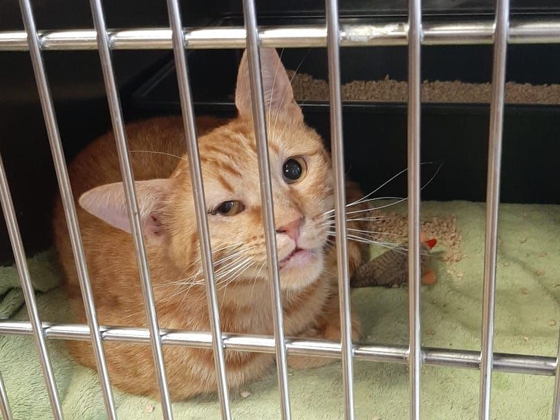 Katze Pfotenhilfe Lochen