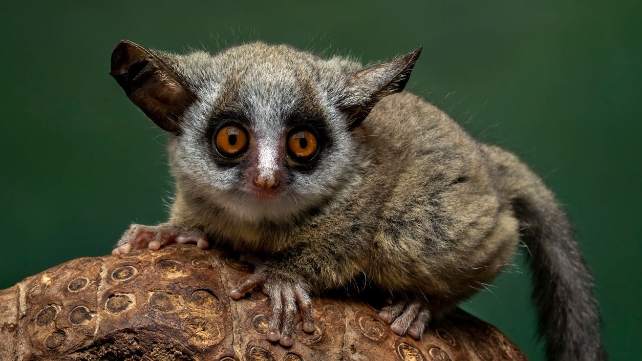 Heute.at - In der Dämmerung ins Haus des Meeres? Unbedingt!