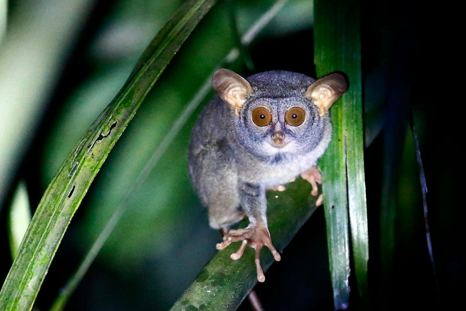 Es handelt sich um sehr kleine Primaten. Die größte Art der Galagos wiegt maximal zwei Kilogramm - im Durschnitt kommen sie aber auf maximal ein halbes Kilogramm. 