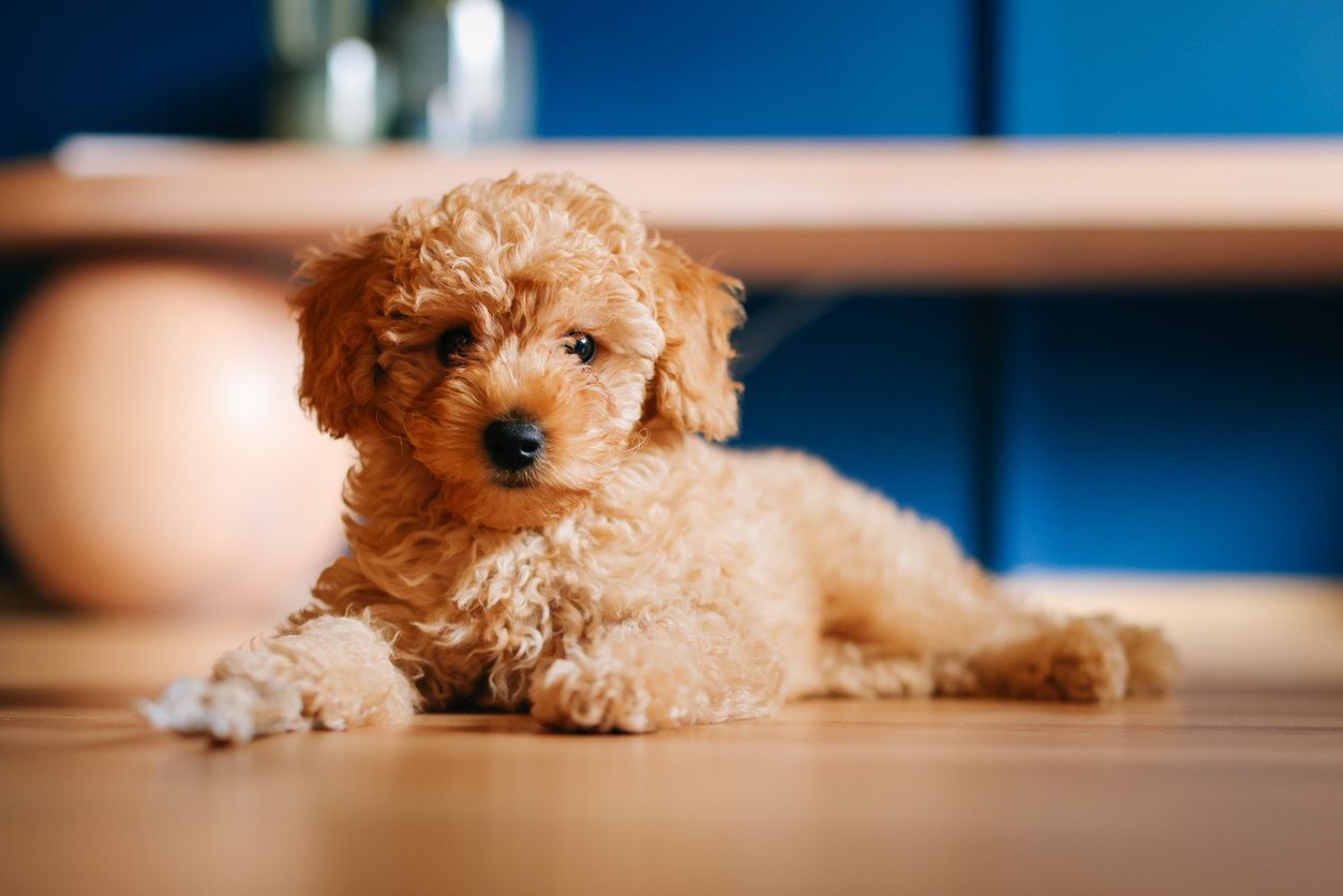 Auch der Original-Pudel erlebt durch die ganzen Hybridrassen ein Comeback. 