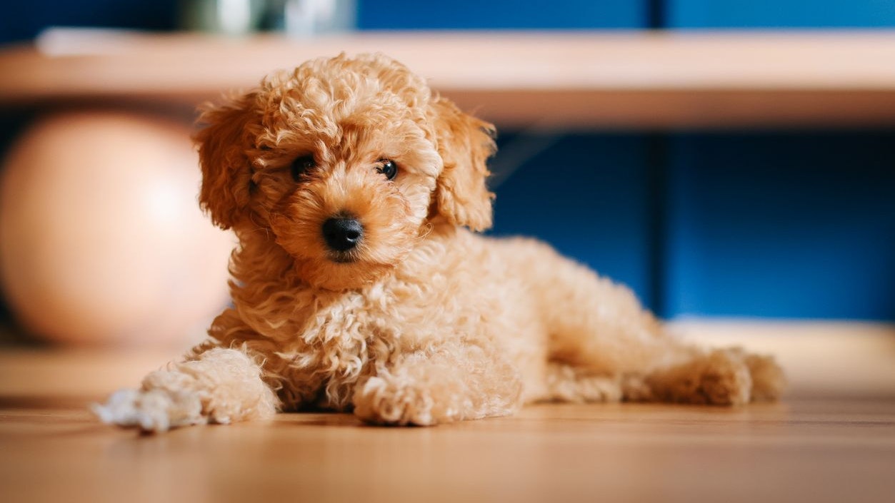 Auch der Original-Pudel erlebt durch die ganzen Hybridrassen ein Comeback. 