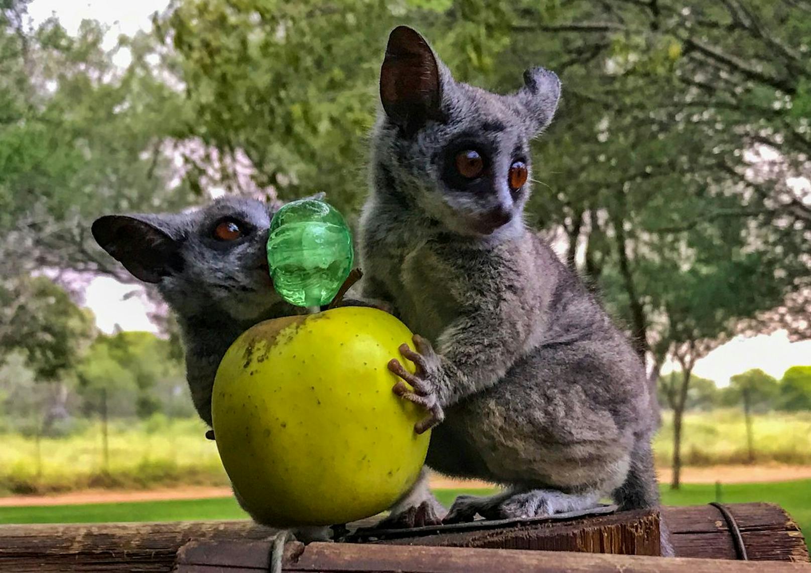 Ihre Ernährung besteht hauptsächlich aus Früchten, Baumsäften und Insekten. 