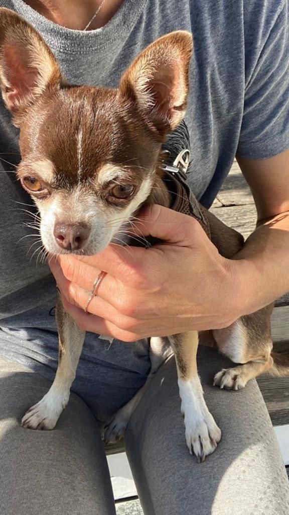 Viki (6) ist in Klosterneuburg ausgebüxt