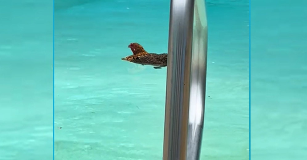 Als eine US-Amerikanerin aus dem Fenster sieht, entdeckt sie wohl das merkwürdigste Tier in ihrem Pool. 