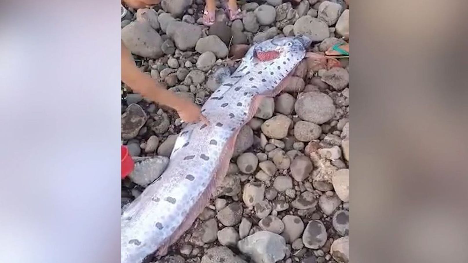 An der philippinischen Küste wurde ein sogenannter Riemenfisch angespült.
