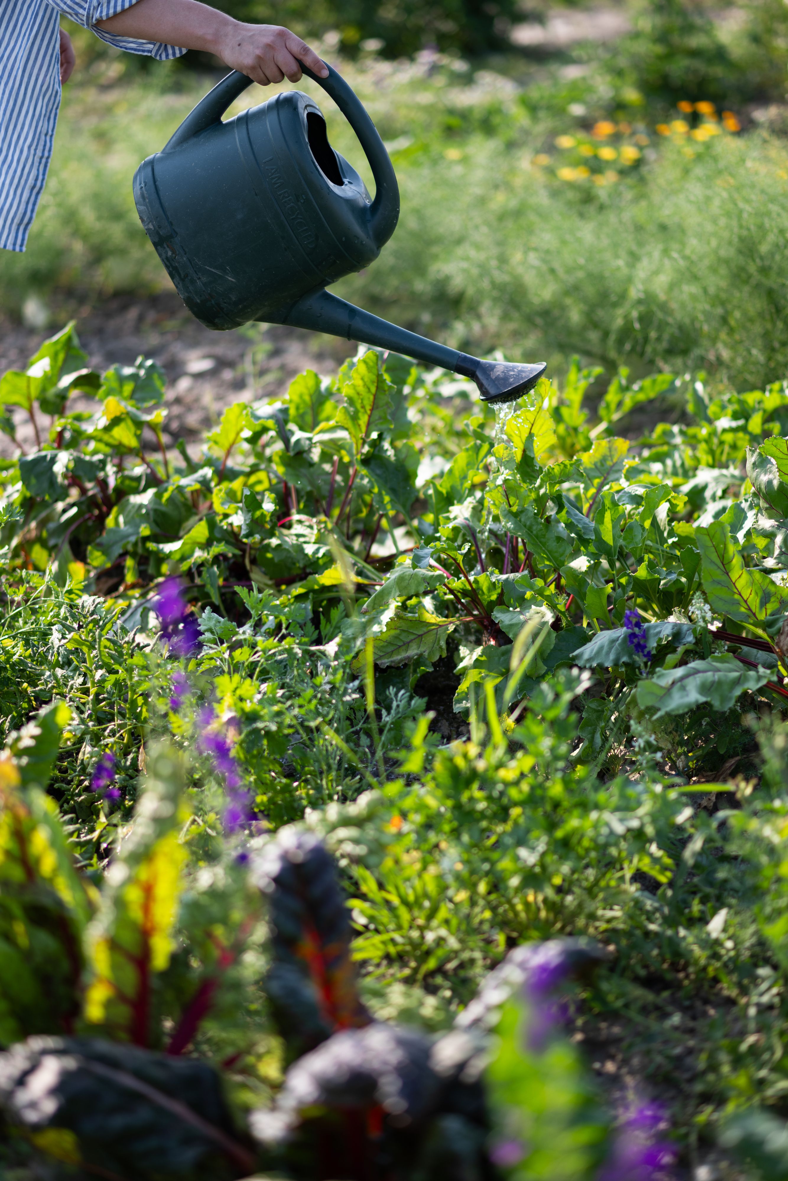 Urban Gardening am Friedhof erfreut sich großer Beliebtheit. 