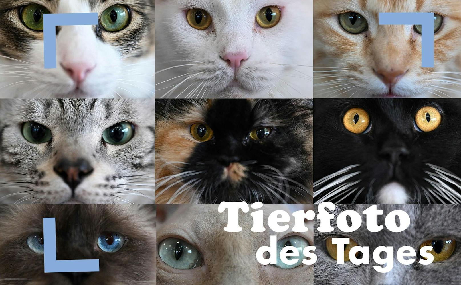 Heute, am 08. August ist der Weltkatzentag - auch in Österreich verdient das beliebteste Haustier eine kleine Feier, oder? 