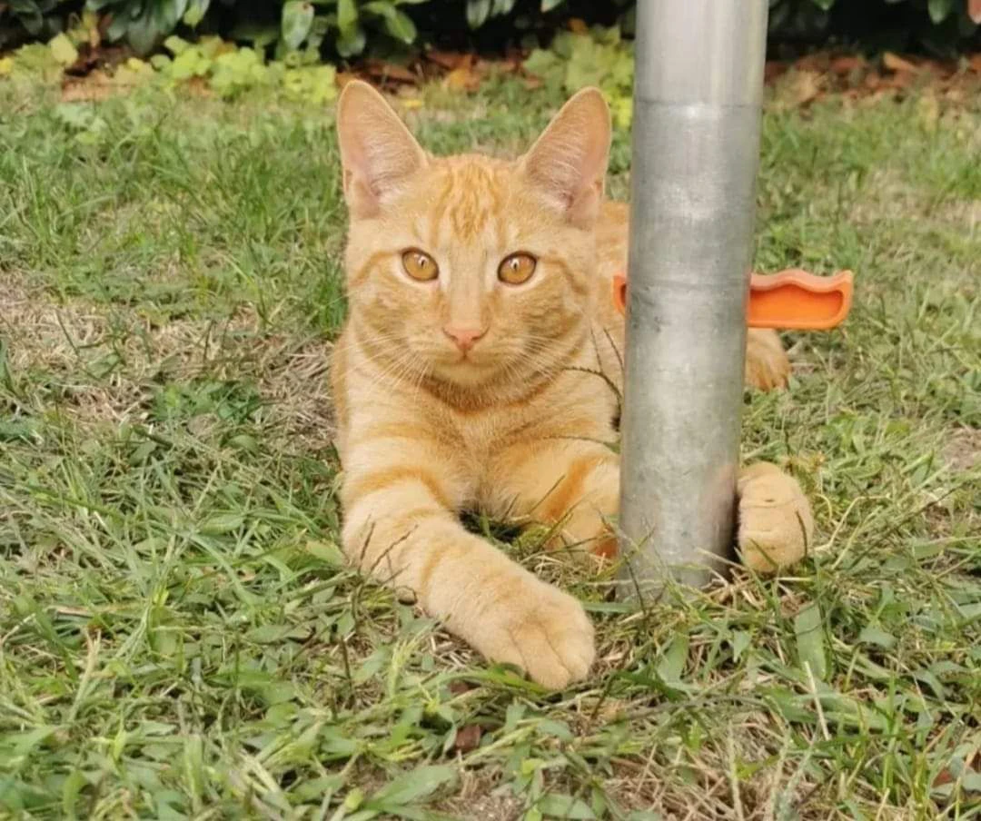 Kater "Ole" wird seit mehreren Wochen vermisst