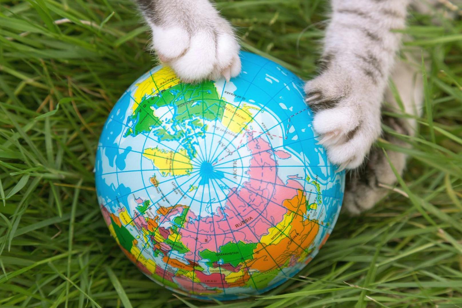 Weltkatzentag – wie geht's Österreichs Schnurrlis?