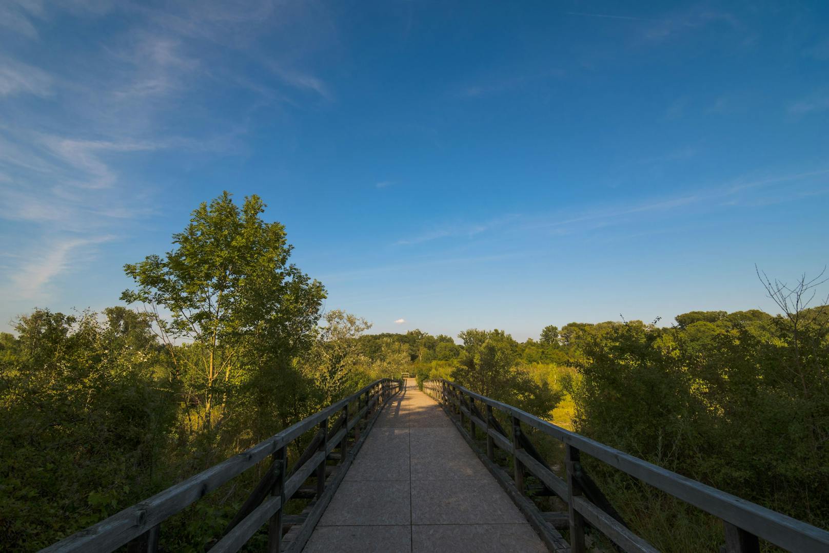 Abschnitt in der Lobau