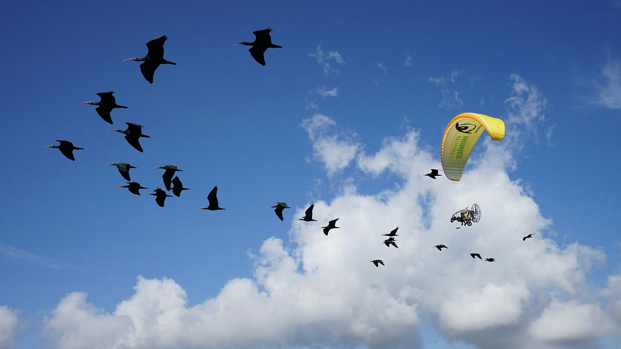 Damit sie ihren menschlichen Ziehmüttern auf folgen, muss noch fleissig trainiert werden.            