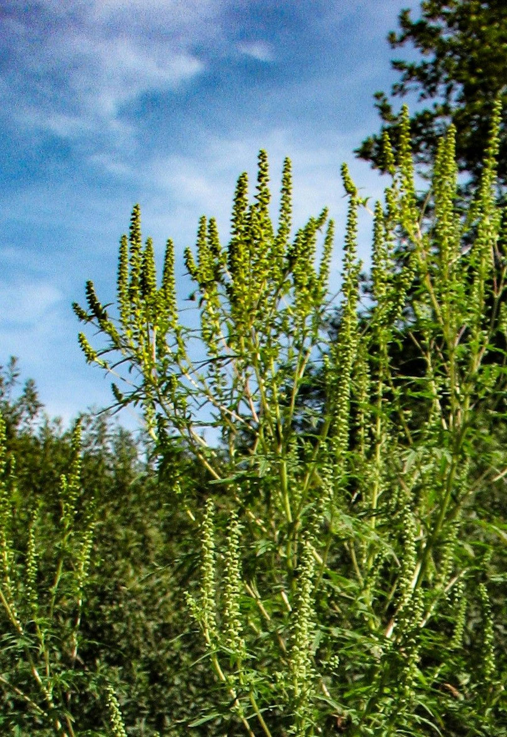 Aufnahme einer Ragweed-Pflanze (Ambrosia artemisiifolia)