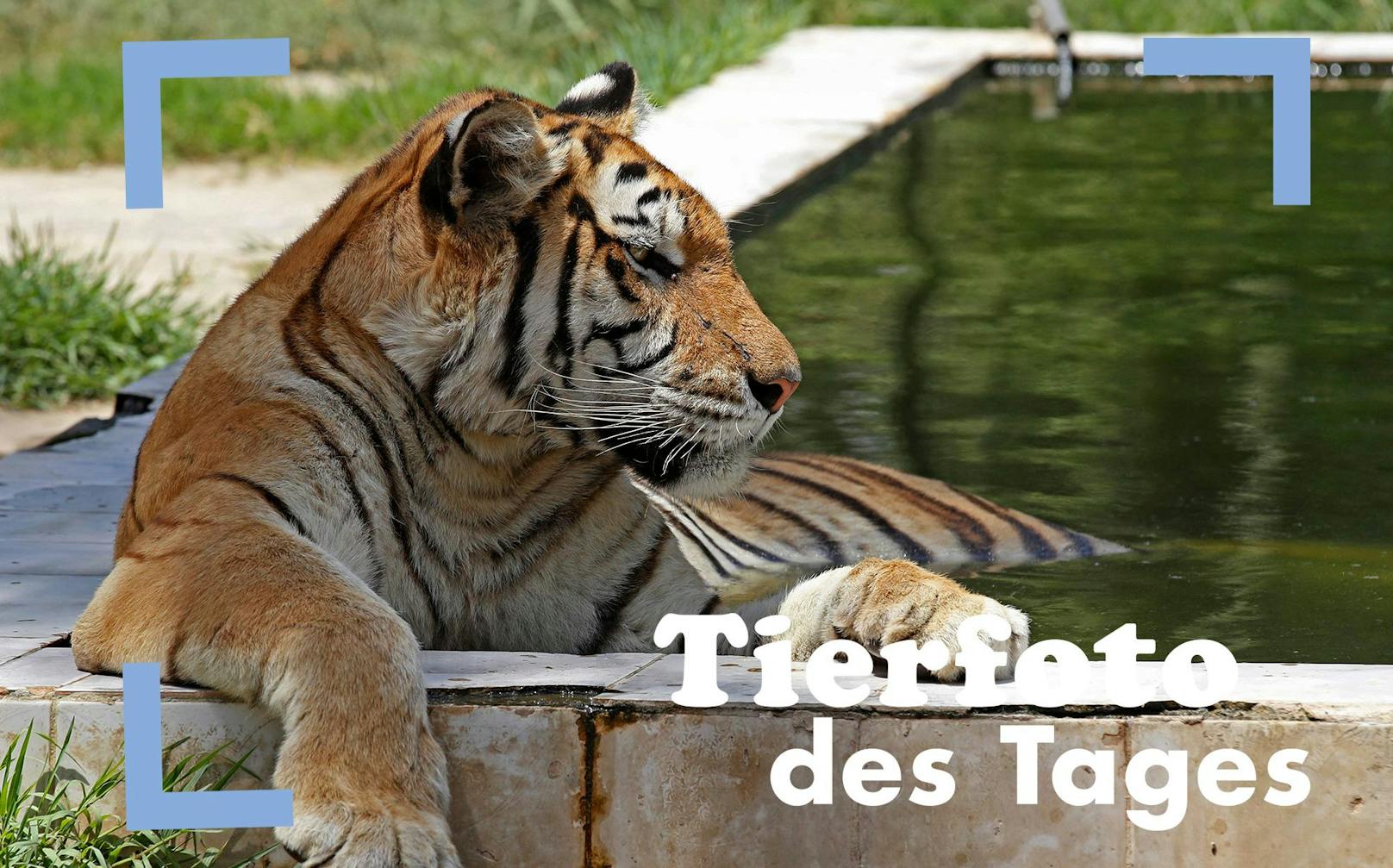 Tja, in einem Zoo in Bagdad hat es momentan 42 Grad Celsius, kein Wunder also, dass dieser Tiger den ganzen Tag lässig in seinem Pool herumdöst.