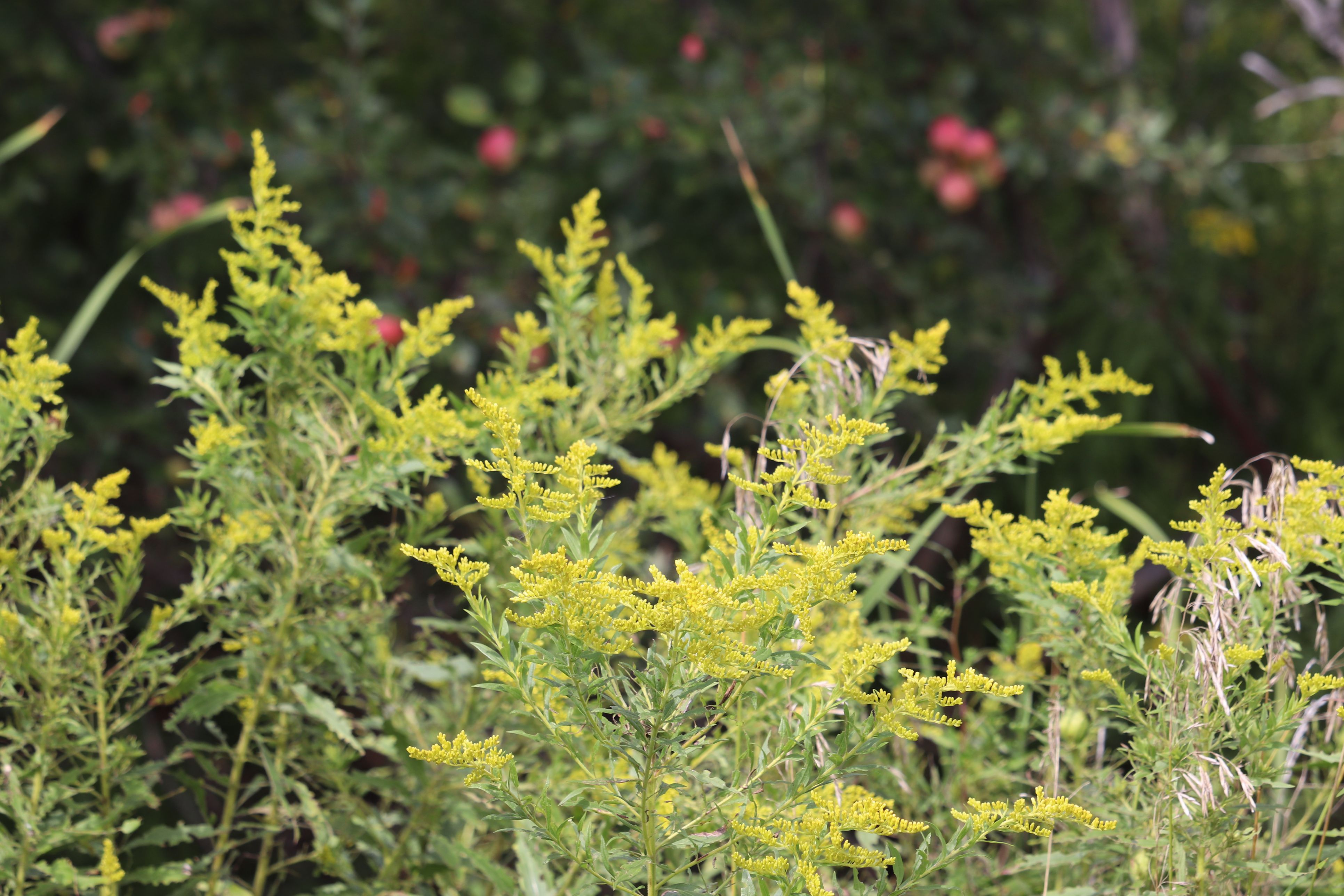 Close-up of yellow ragweed during late summer season, full pollen / allergy season.