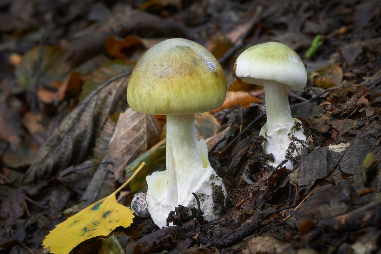 Der Grüne Knollenblätterpilz (Amanita phalloides) ist für Menschen hochgiftig. Bereits eine kleine Portion kann schnell zum Tod führen. 