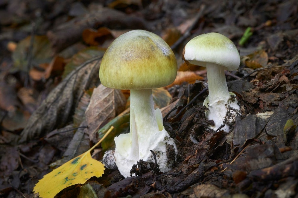 Der Grüne Knollenblätterpilz (Amanita phalloides) ist für Menschen hochgiftig. Bereits eine kleine Portion kann schnell zum Tod führen. 