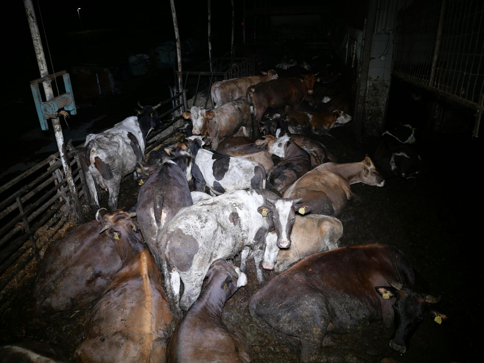 200 Tiere leben in dem Rinderbetrieb im Bezirk Bregenz auf engstem Raum.