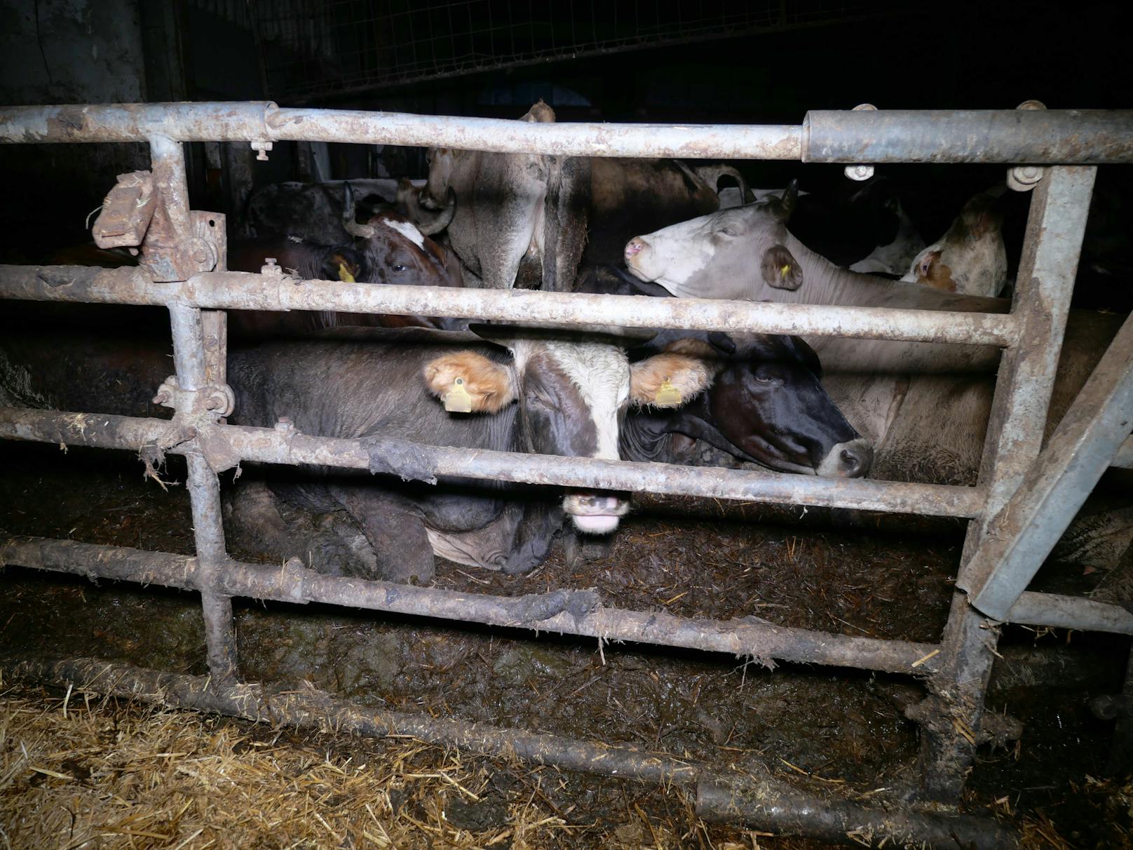 Die Rinder in dem Betrieb haben extrem wenig Platz. 