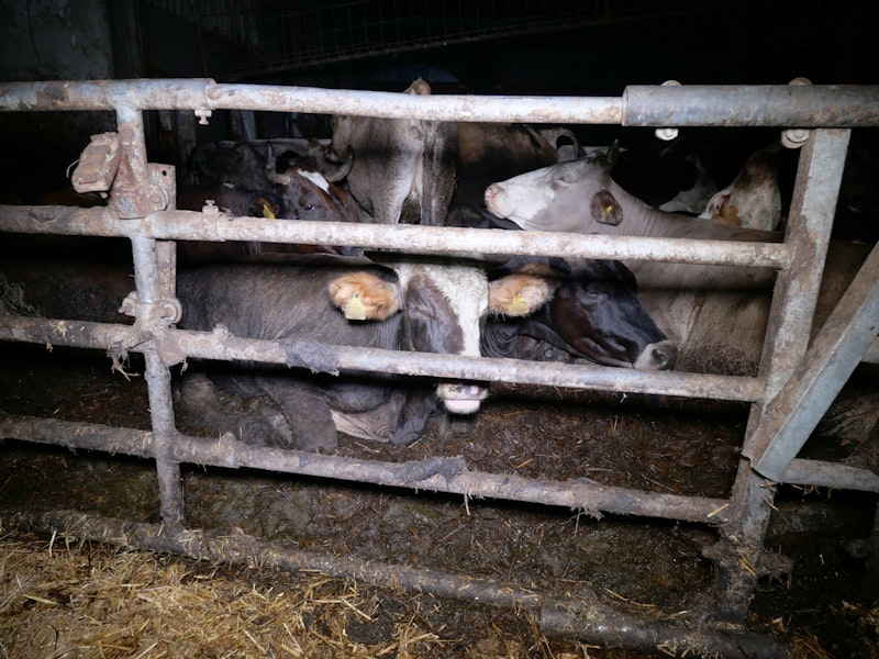 Die Rinder in dem Betrieb haben extrem wenig Platz. 