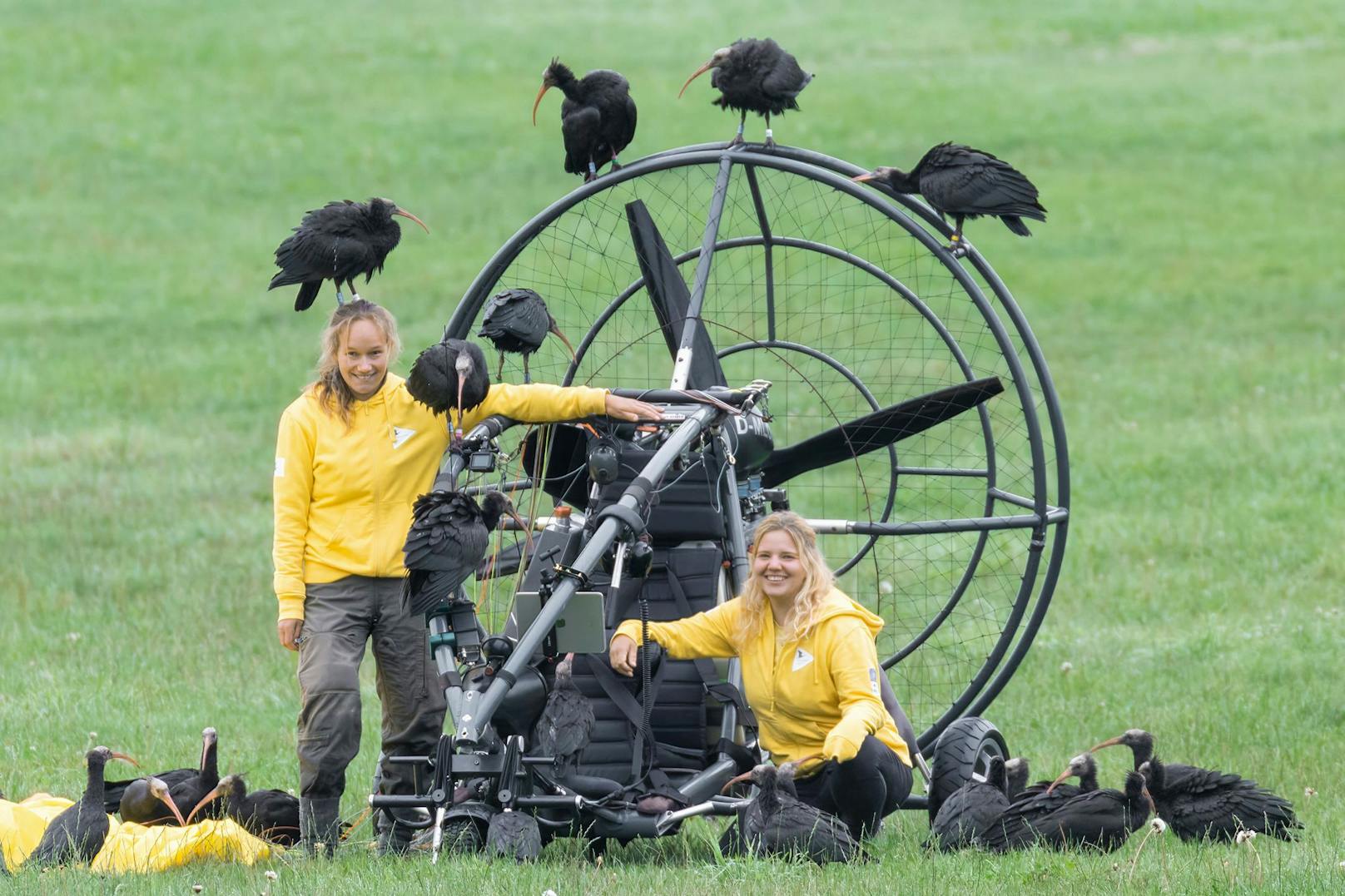 Das Flugtraining für ausgerottete Vögel ist spektakulär