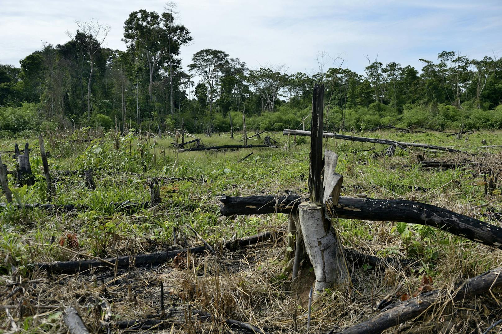 In den vergangenen 50 Jahren wurde fast ein Fünftel des Regenwaldes zerstört.