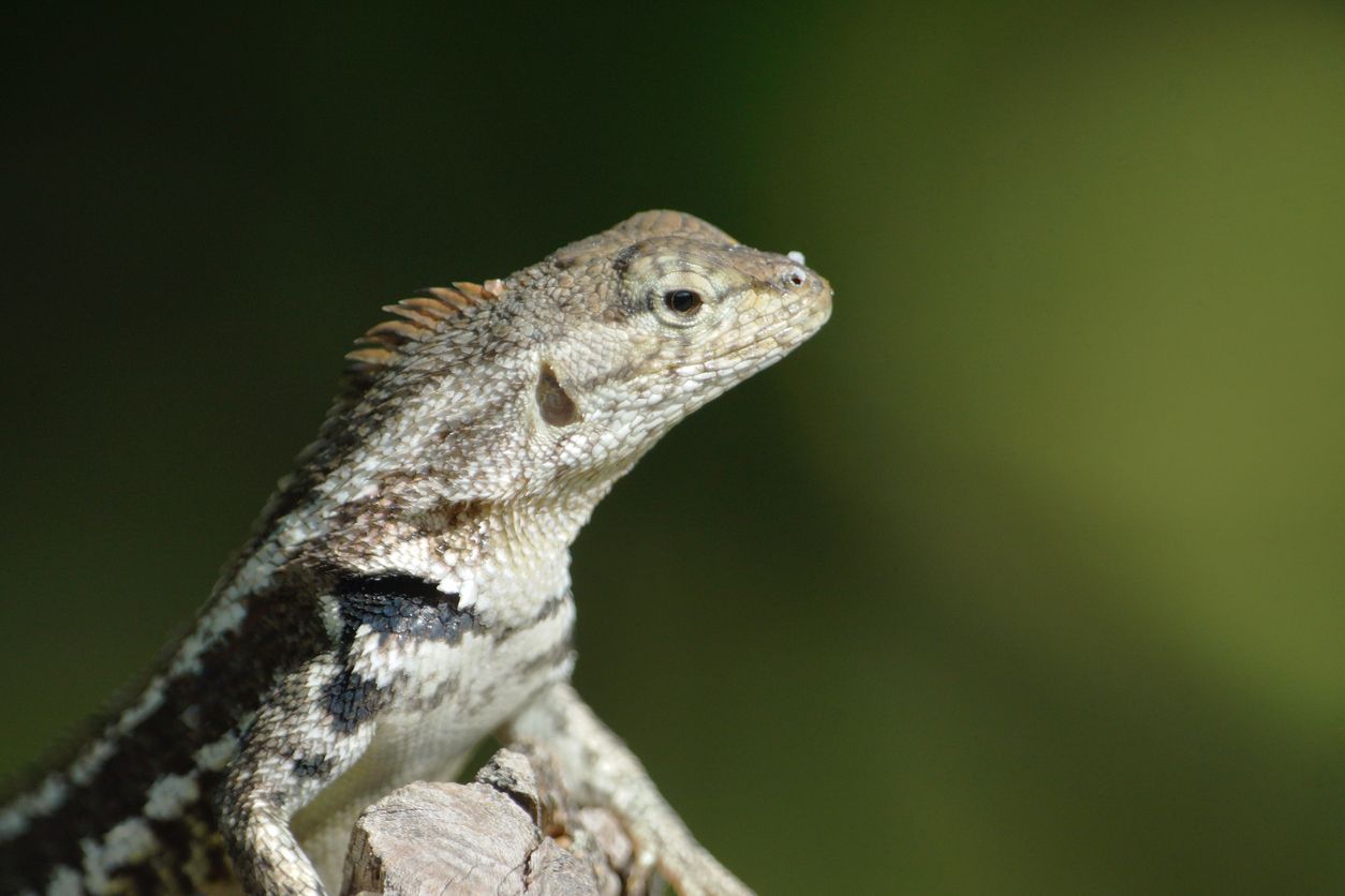 Die Frage wie sich der Klimawandel auf Eidechsen auswirkt, stellte sich bisher niemand.