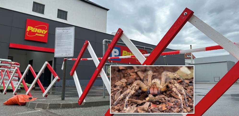 Brasilianische Wanderspinne (Symbolfoto) - in diesem Supermarkt wird sie nun gesucht.