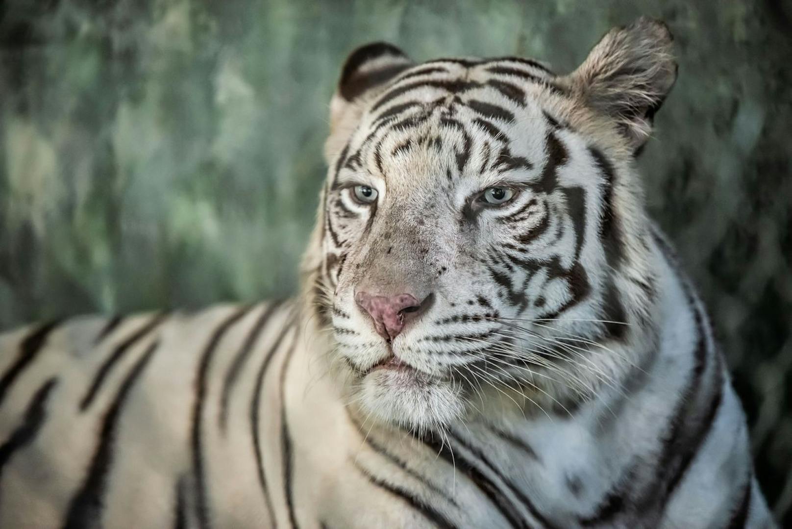 Auch Weiße Tiger tragen die Defektmutation Leuzismus. 
