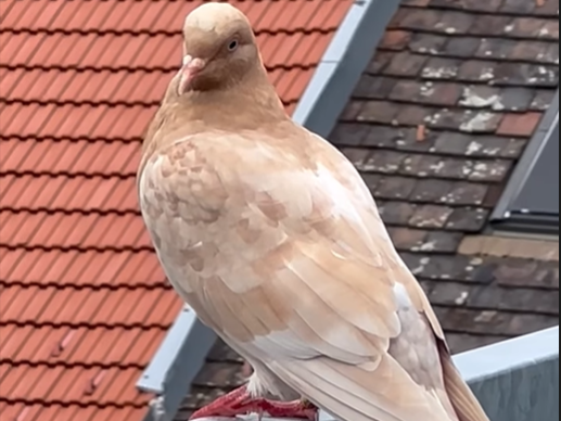 Madaleine Alizadehs Balkon wird schon länger von Taubias bewohnt.