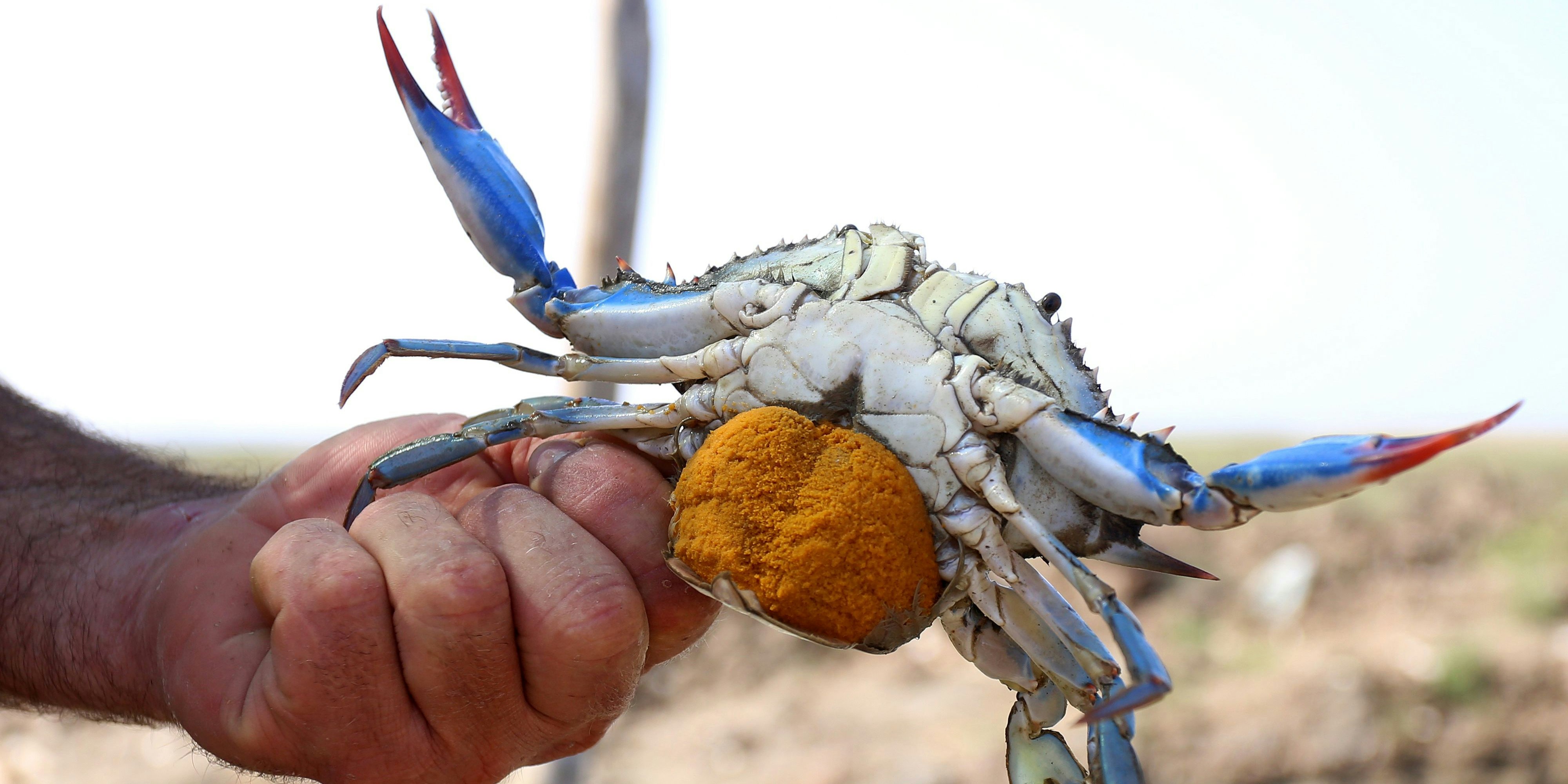 Mit ihren Zangen zerschneiden die Blaukrabben auch Fischernetze.