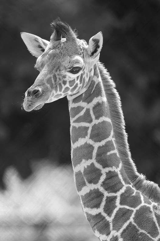 Der Tiergarten Schönbrunn trauert um ein vier Wochen altes Giraffen-Jungtier. 