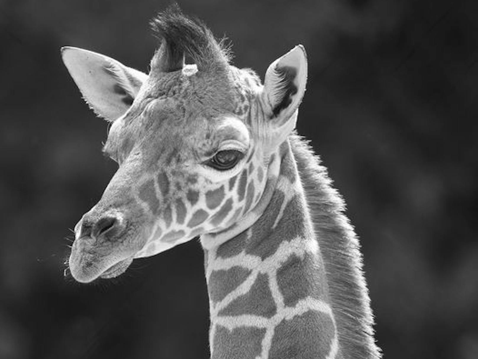 Der Tiergarten Schönbrunn trauert um ein vier Wochen altes Giraffen-Jungtier. 