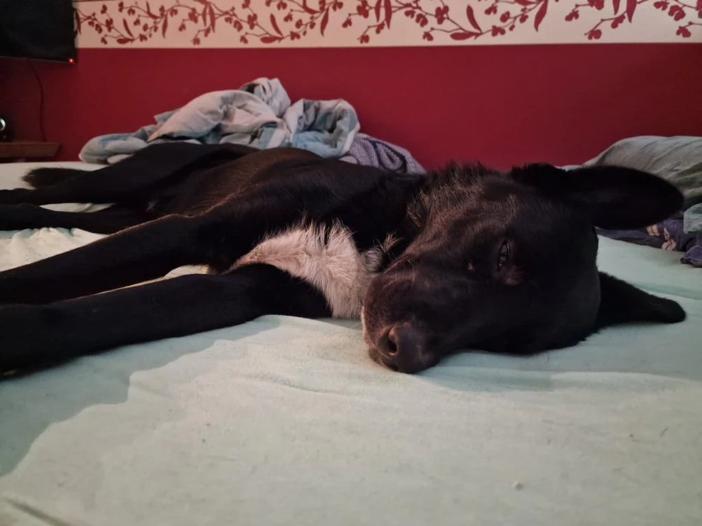 So schlief Loki nach neun Tagen im Freien zu Hause ein.