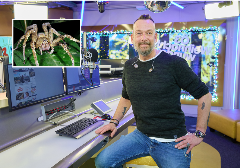 Robert Kratky hat Angst vor der Brasilianischer Wanderspinne (Symbolbild), die gerade in Krems ihr Unwesen treibt.