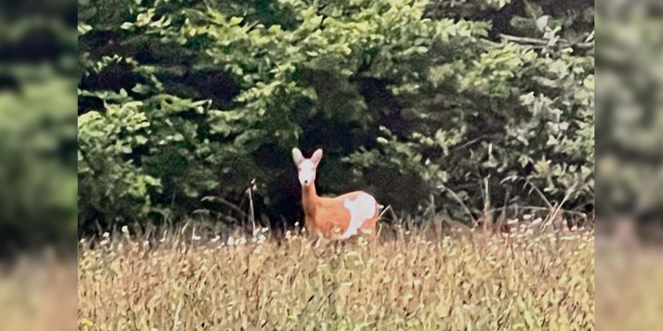 Ein Mühlviertler kann nicht glauben was er da im Wald sieht.