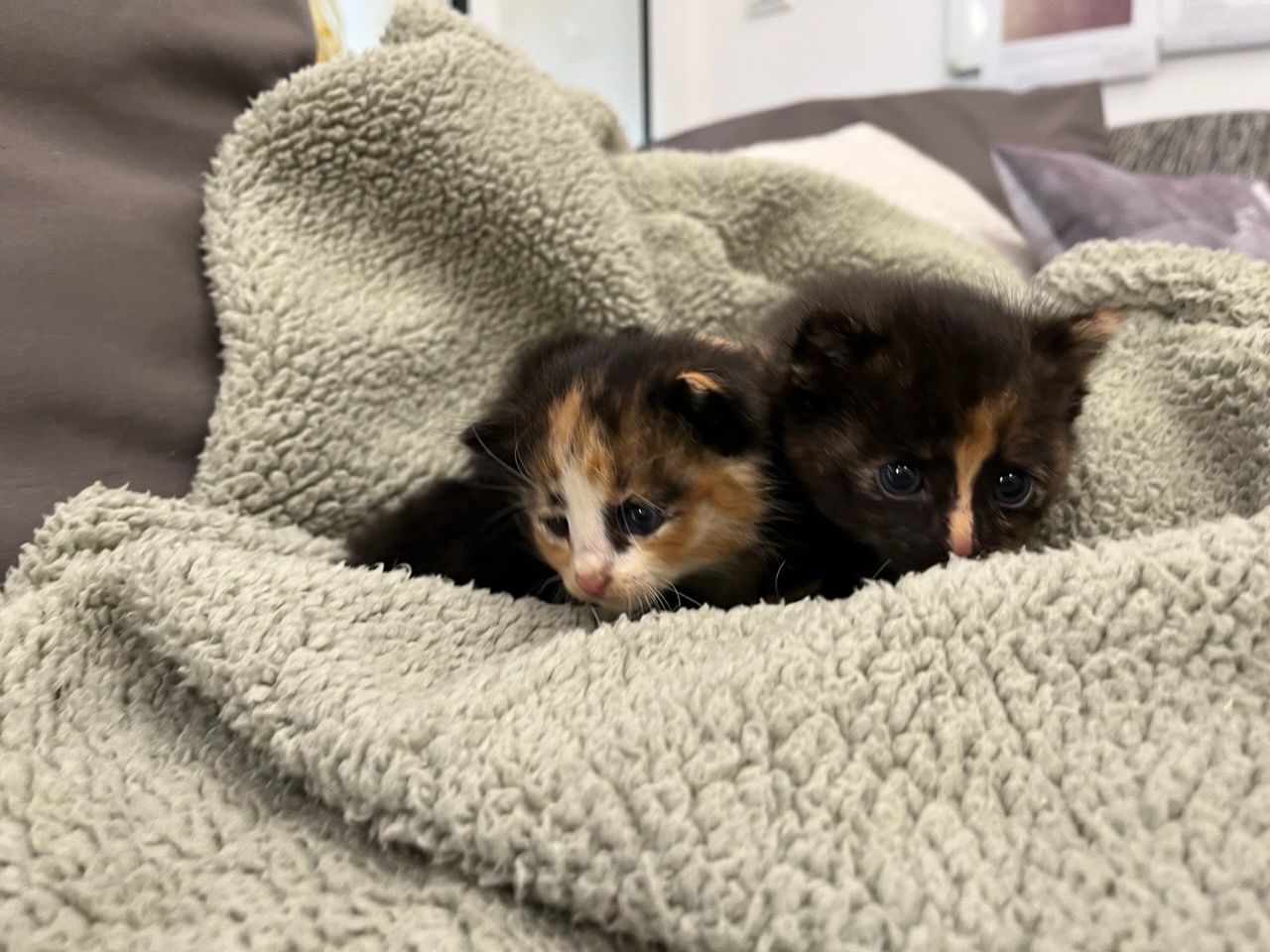 Die kleinen Katzenbabies wurden einfach ihrem Schicksal überlassen.