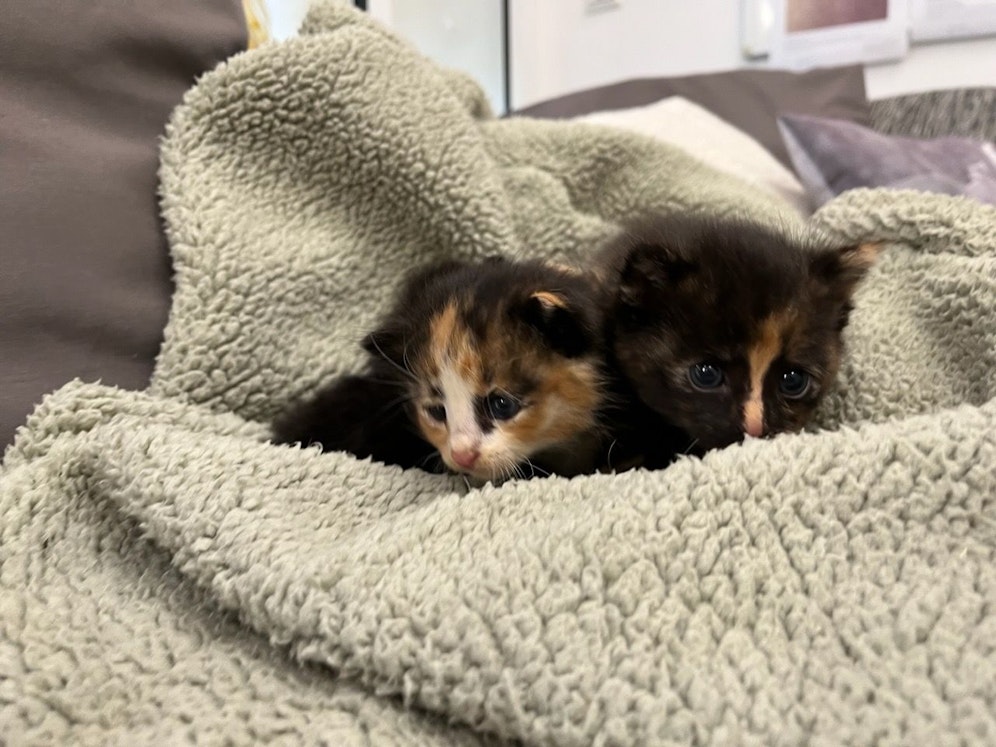 Die kleinen Katzenbabies wurden einfach ihrem Schicksal überlassen.
