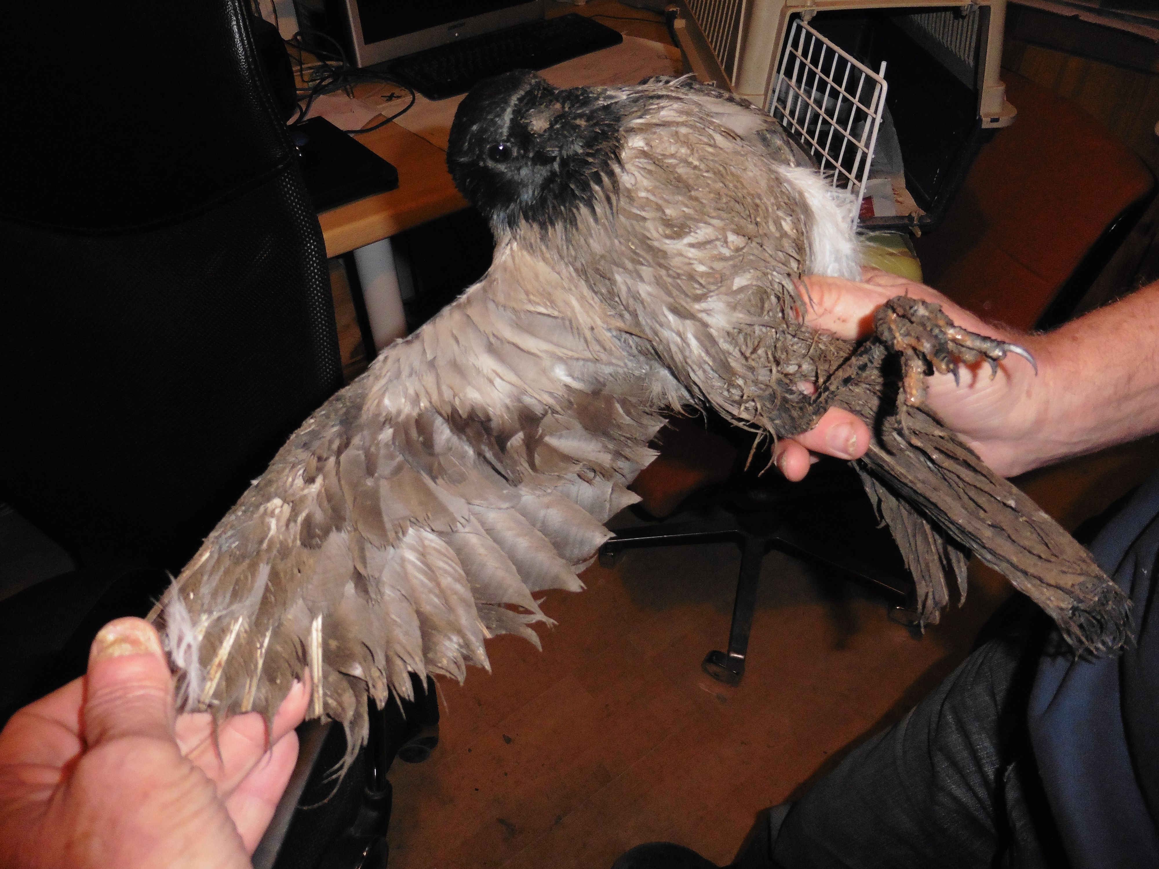 Warum sind plötzlich sämtliche Krähenfallen erlaubt?