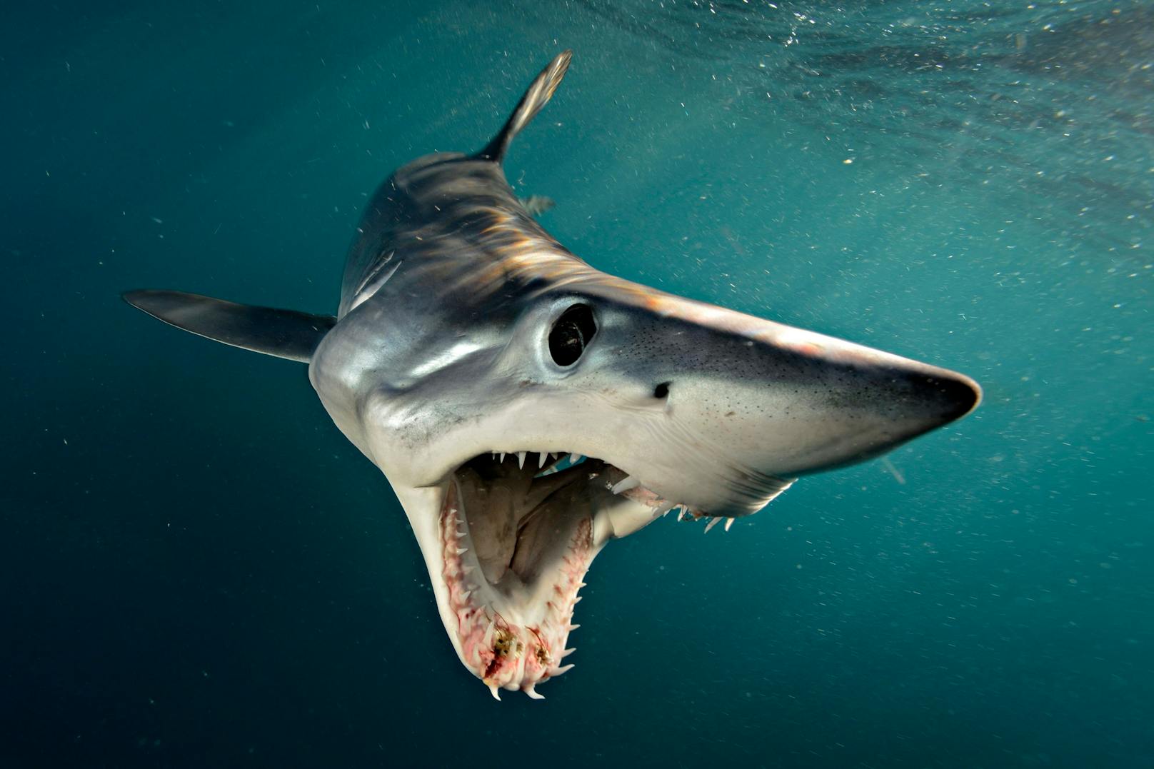 Hier sieht man ein (hungriges?) Jungtier eines Atlantischen Mako-Hais.